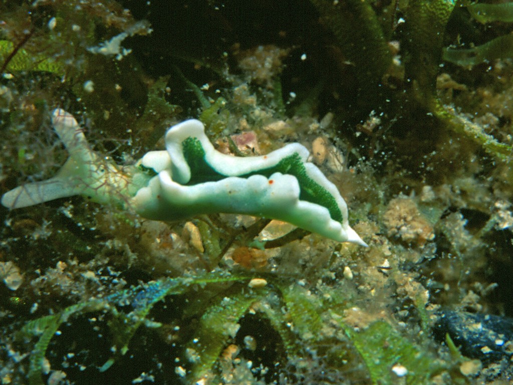 Foto: Parent Géry (Wikipedia)