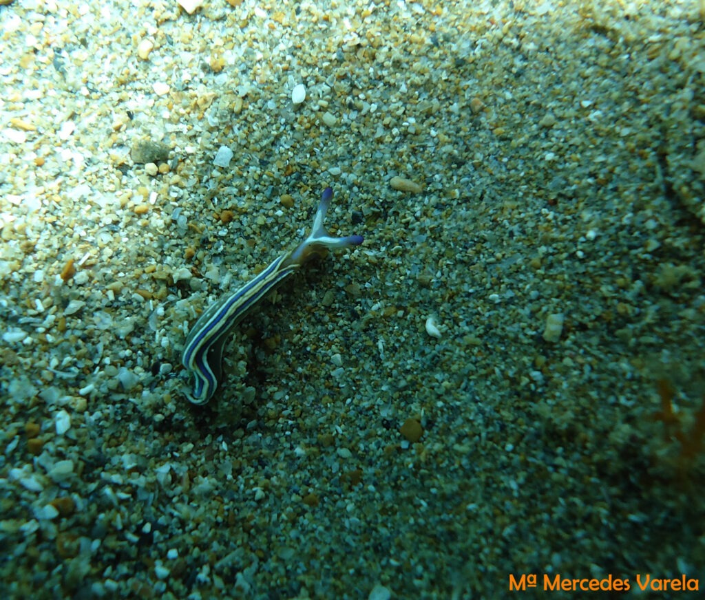 FOTO 035 - Thuridilla hopei