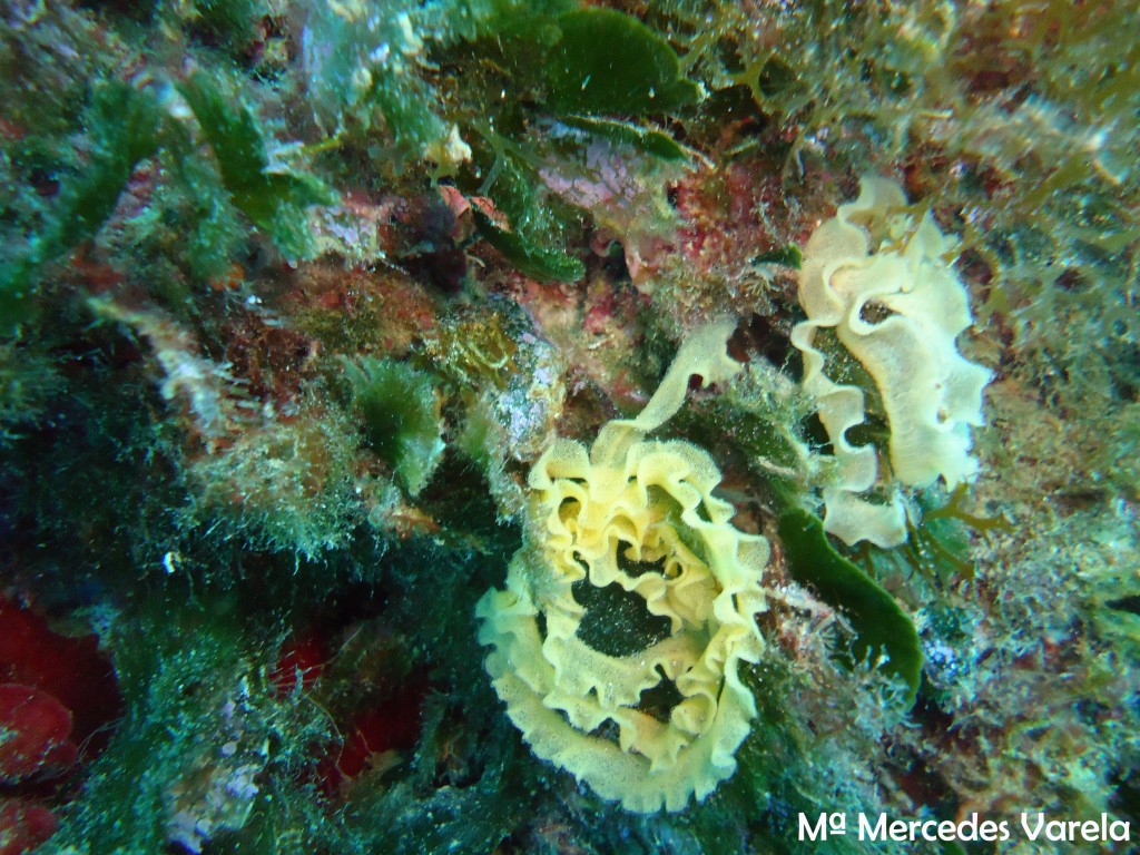 FOTO 062 - Platydoris argo (puesta)