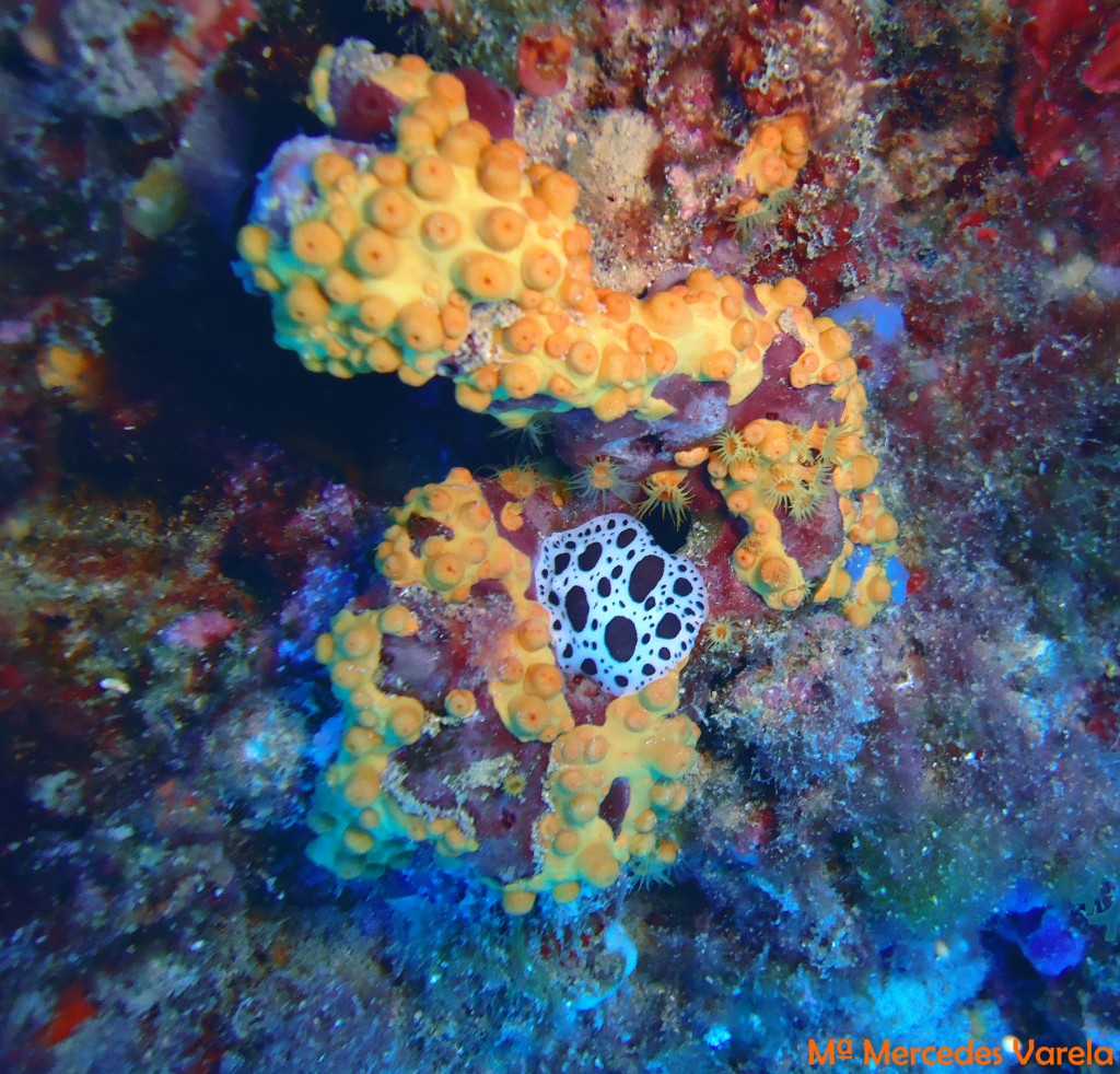 FOTO 081 - Discodoris atromaculata