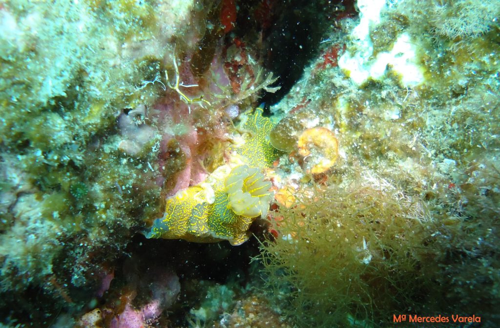 FOTO 083 - Felimare picta