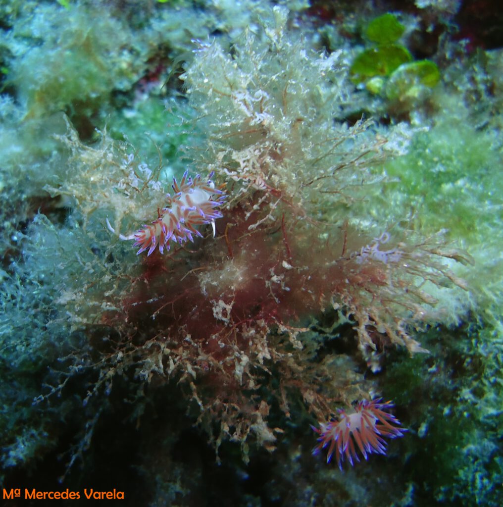 FOTO 084 - Flabellina affinis