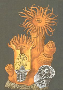Imagen de Physiological Individuality of Organisms