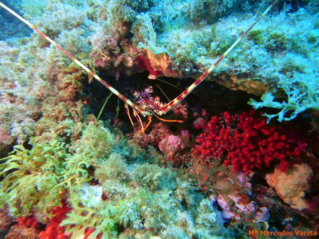 FOTO 111 - Palinurus elephas