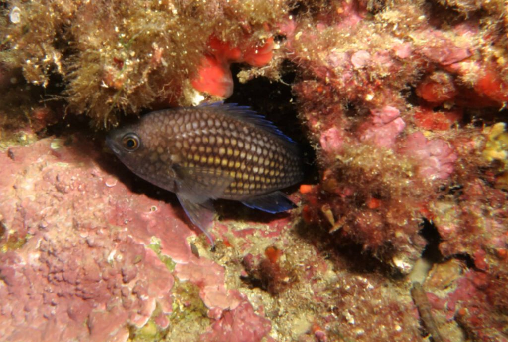Preparando el nido para atraer a la hembra