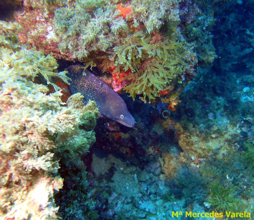 FOTO 110 - Muraena helena
