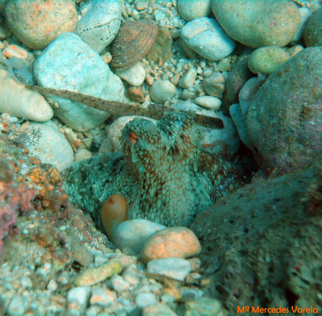 FOTO 085 - Octopus vulgaris