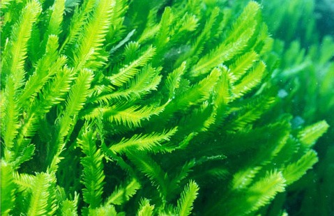 Caulerpa taxifolia