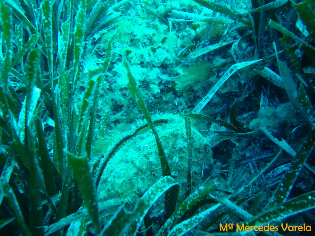 FOTO 013 - Pinna nobilis (1)