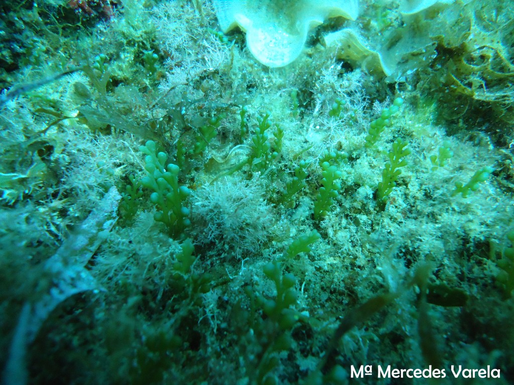 FOTO 019 - Caulerpa racemosa