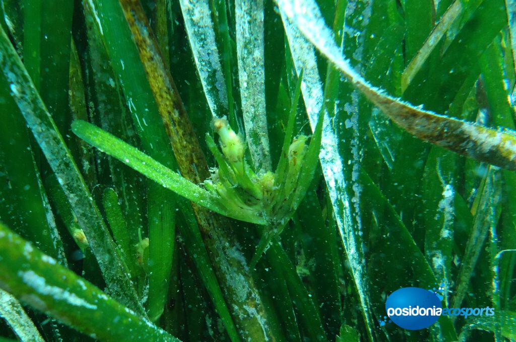 FOTO 078 - Posidonia oceanica