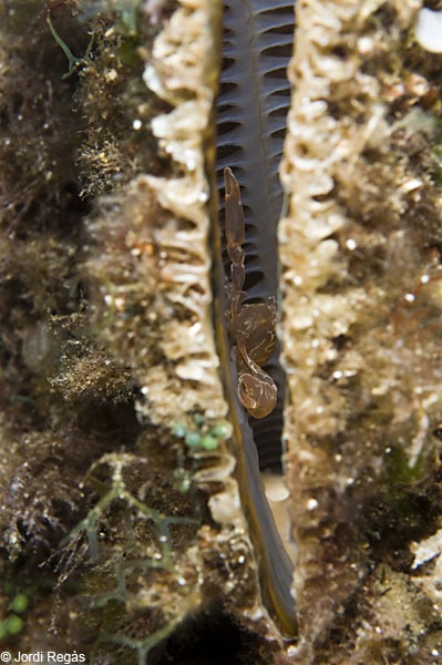 Pontonia_pinnophylax