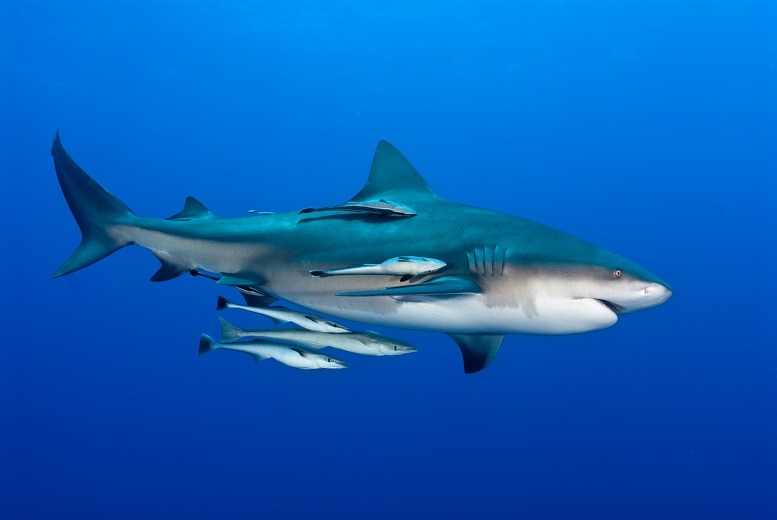 Tiburón-Toro-Rémora